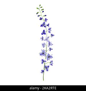 Branche d'aquarelle peinte à la main de delphinium. Un élément isolé de l'ensemble de jardin. Peut être utilisé pour les cartes de conception, les invités, etc Banque D'Images