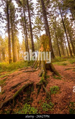 Beacon est tombé dans le Lancashire, au Royaume-Uni Banque D'Images