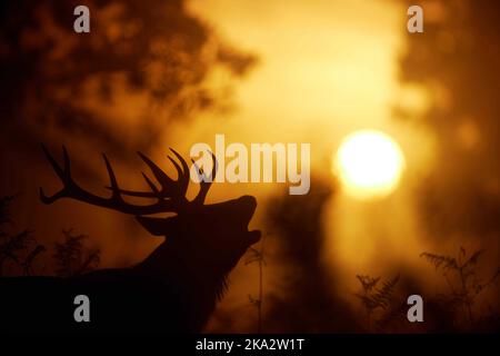 Un cerf de Virginie se lastonne au lever du soleil, pris pendant la rout cette année à Londres. Londres, Royaume-Uni : CES MAGNIFIQUES images montrent des cerfs rouges qui se posent et se battent dans le fi Banque D'Images