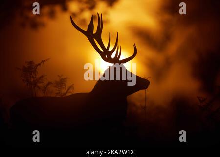 Un cerf de Virginie se lapit au lever du soleil, pris pendant la rout cette année. Londres, Royaume-Uni : CES MAGNIFIQUES images montrent des cerfs rouges qui se posent et se battent sous la première lumière Banque D'Images