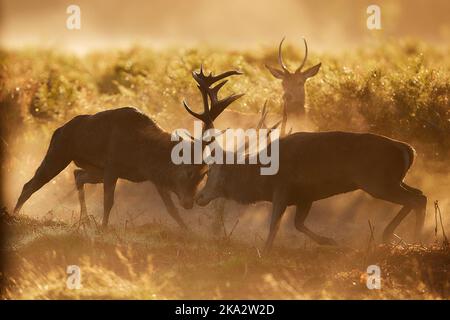 Une bataille épique au lever du soleil entre deux cerfs rouges stags à Bushy Park, Londres. Le jeune cerf à l'arrière-plan était très curieux et continuait à regarder à c Banque D'Images