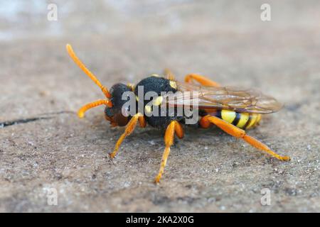 Gros plan détaillé d'une femelle peinte Nomad Bee, Nomada fucata dans le sable Banque D'Images