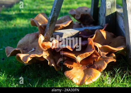 Toile d'araignée mise en évidence au soleil sur le champignon poussant sur une souche d'arbre d'eucalyptus abattu à Bangor en Irlande du Nord Banque D'Images