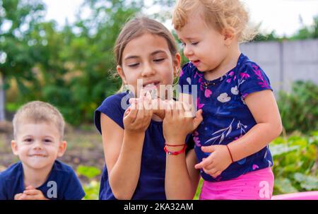 une fille tient un crapaud dans la paume de sa main. Mise au point sélective. Nature Banque D'Images