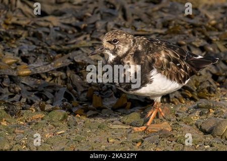 Un gros plan de la ruddy turnstone (arenaria interprés) sur sol humide Banque D'Images