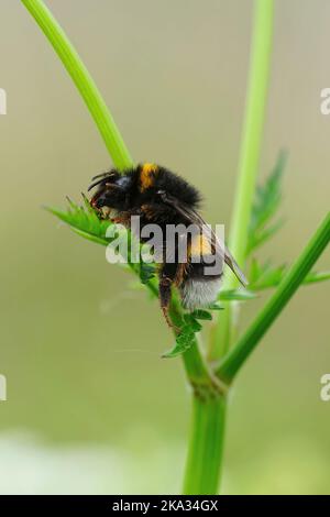 Gros plan vertical détaillé sur un bourdon à queue courte, Bombus Terrestris assis sur une fleur sur fond vert. Banque D'Images