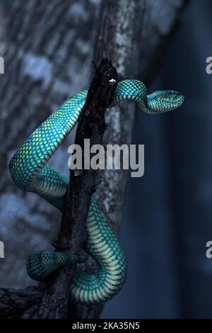 Une photo verticale d'un serpent d'arbre doré sur l'arbre Banque D'Images