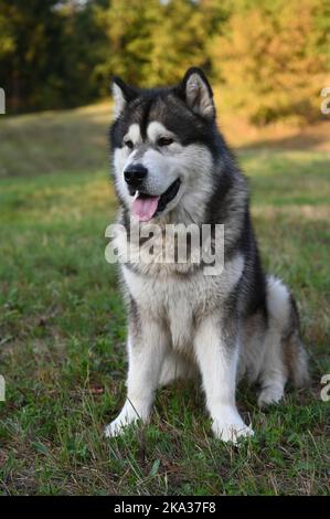 Malamute d'Alaska Banque D'Images