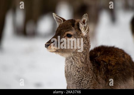 Photo sélective d'un adorable bébé cerf dans une forêt enneigée de Lituanie Banque D'Images