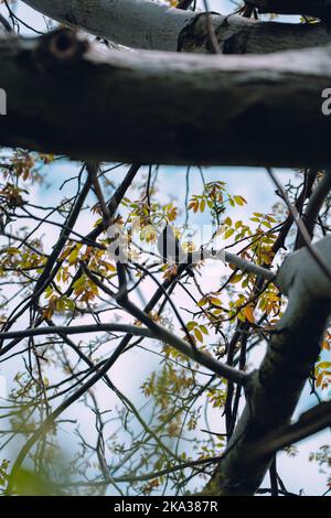 Une photo verticale à angle bas du blackbird perché sur l'arbre. Mise au point sélectionnée. Ukraine. Banque D'Images