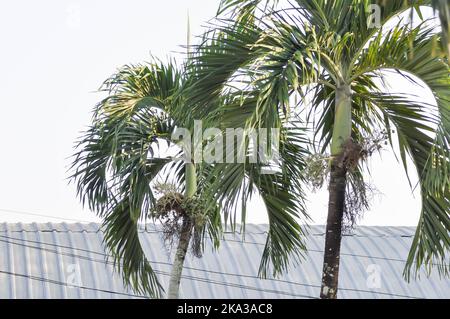 Wodyetia bifurcata, Wodyetia bifurcate AK Irvine ou PALMAE ou de la graine de palmier ou de palmier sur l'arbre Banque D'Images