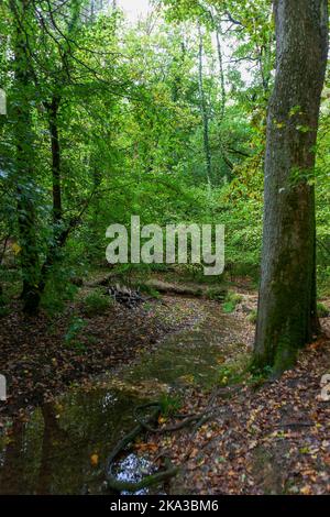 Un ruisseau boisé à Bere Forest, Hampshire, au Royaume-Uni, à la fin de l'été Banque D'Images