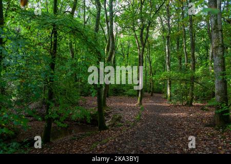 Un chemin par un ruisseau boisé dans la forêt de Bere, Hampshire, Royaume-Uni au début de l'automne Banque D'Images