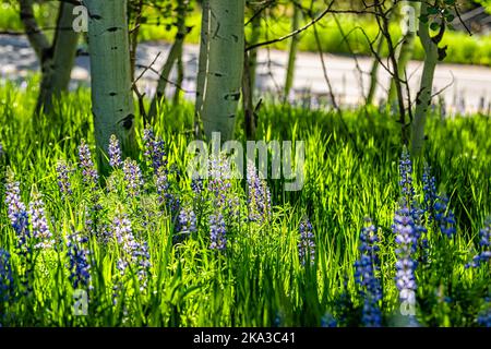 Soleil sur de nombreuses fleurs sauvages colorées lupin bleu violet dans la petite forêt Aspen grove dans Snowmass Village à Aspen, Colorado Banque D'Images