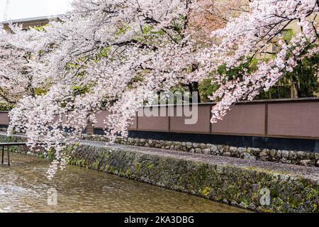 Kyoto, Japon quartier de Gion avec cerisiers en fleurs sakura arbres fleurs dans le jardin de printemps parc avec des pétales flottant sur l'eau de la rivière Shirakawa Banque D'Images