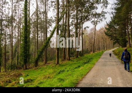 Femme portant un sac à dos marchant son chien dans la forêt de Tollymore Banque D'Images
