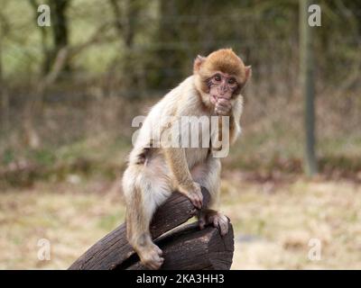 Un singe rhésus assis sur une branche en bois sur un fond flou Banque D'Images