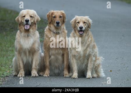 Une belle photo de trois Hovawarts sur une route Banque D'Images