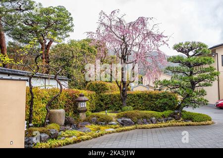 Kyoto, Japon - 9 avril 2019: Maisons résidentielles bâtiments au printemps avec jardin japonais de cerisiers en fleurs sakura et des cèdres, lanterne en pierre et Banque D'Images