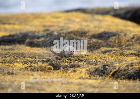 Otter sur l'île de Mull, côte ouest de l'Écosse, dans les Hébrides intérieures, affichant divers comportements et pose sur l'herbe de mer le long de la rive. Banque D'Images