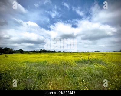 Une vue panoramique sur un champ de fleurs sauvages sous le ciel pittoresque et nuageux, Encino Banque D'Images