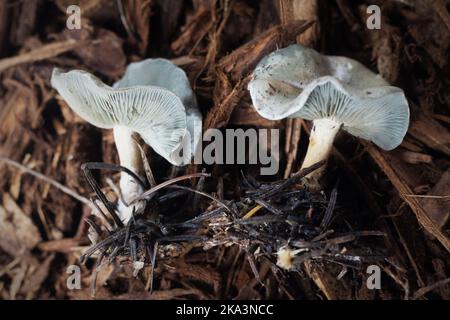 Clitocybe odora - tabouret anis. Banque D'Images