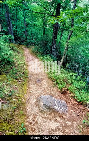 Un sentier bien usé sur les rives du lac Noblett mène à la forêt nationale Mark Twain, dans les collines Ozark du Missouri, au sud. Banque D'Images