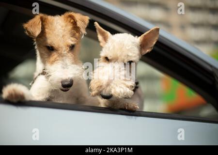 Chiens en voiture. Les animaux de compagnie regardent par la fenêtre du transport. Petits chiens blancs. Banque D'Images