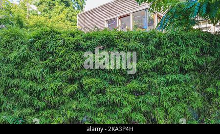 Grande, dense hedge fait de marijuana, Rotterdam, pays-Bas Banque D'Images