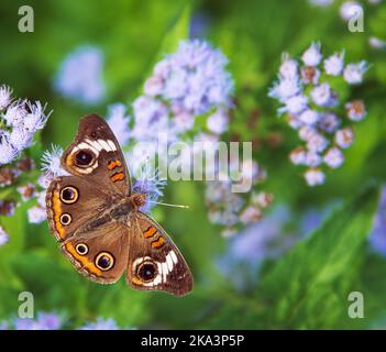 Papillon rouge commun (Junonia coenia) se nourrissant sur des fleurs bleues, ailes larges ouvertes, un jour d'automne ensoleillé. Banque D'Images