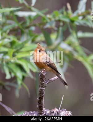 Un cliché vertical d'un touffeté de flycatcher perché sur une branche Banque D'Images