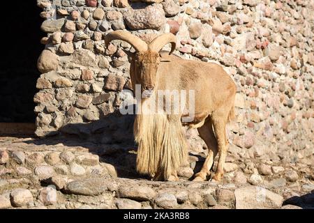 Le mouton de Barbarie ou Ammotragus lervia aoudad espèces de caprins endémiques aux montagnes rocheuses en Afrique du Nord. Sur fond avec mur en pierres. Banque D'Images