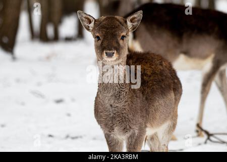 Photo sélective d'un adorable bébé cerf dans une forêt enneigée de Lituanie Banque D'Images