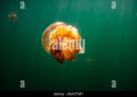 Photo d'un méduse doré endémique dans le lac de l'île de Palau. Banque D'Images