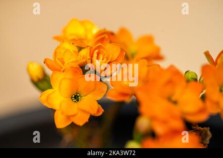 Un bouquet de fleurs orange de Kalanchoe dans le jardin Banque D'Images