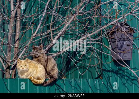 Une paire de chats sans abri colorés se trouve sur une clôture verte à côté d'une boîte aux lettres. Banque D'Images