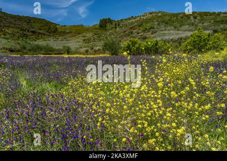 Champ de fleurs, violet vipers-bugloss et moutarde de bonnier. Fleurs sauvages de printemps Banque D'Images