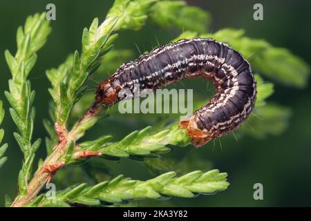 Juillet Highflyer moth caterpillar (Hydriomena furcata) sur la bruyère. Tipperary, Irlande Banque D'Images