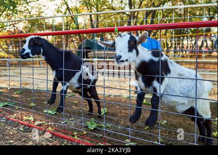 Bébés chèvres dans leurs enclos à l'exposition de la ferme Banque D'Images