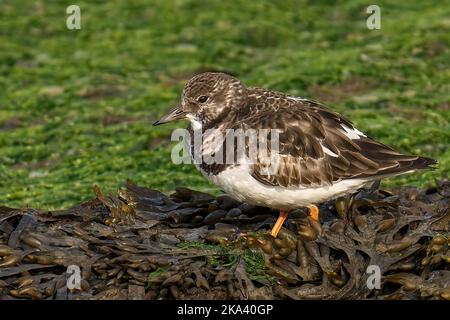 Un gros plan de la ruddy turnstone (arenaria interprés) sur sol humide Banque D'Images