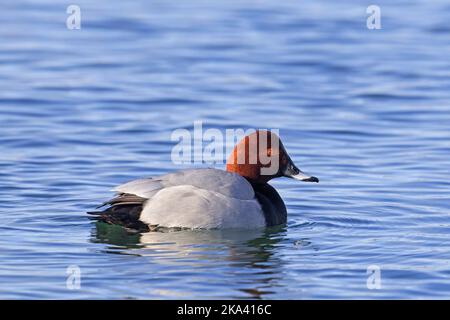 Verger commun (Aythya ferina) adulte mâle dans le plumage reproducteur nageant dans l'eau du lac en hiver Banque D'Images