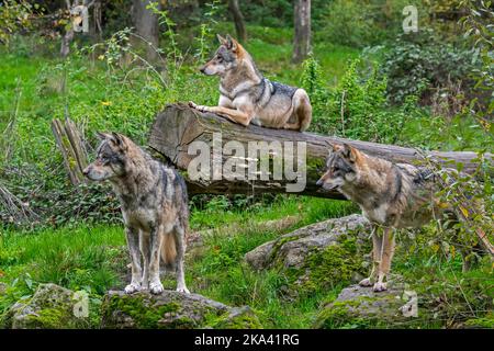 Wolf pack de trois loups eurasiens / loups gris (Canis lupus lupus) sur le regard-dehors dans la forêt en automne Banque D'Images