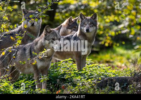 Wolf pack de quatre loups eurasiens / loups gris (Canis lupus lupus) à la recherche de proies pendant la chasse en forêt en automne / automne Banque D'Images