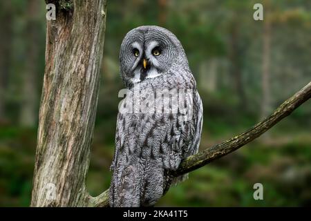 Grand hibou gris / grand hibou gris (Strix nebulosa) perché dans un arbre de conifères, originaire d'Amérique du Nord, de Finlande, d'Estonie et d'Asie du Nord Banque D'Images