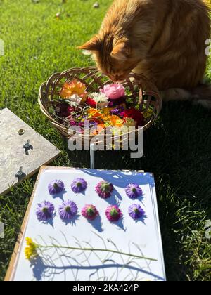 Plusieurs fleurs fraîches se trouvent dans un panier en osier. Préparation d'herbarium. Les plantes reposent sur du papier et sont prêtes à être séchées sous la presse. Fleurs sèches Banque D'Images