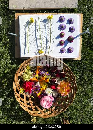 Plusieurs fleurs fraîches se trouvent dans un panier en osier. Préparation d'herbarium. Les plantes reposent sur du papier et sont prêtes à être séchées sous la presse. Fleurs sèches Banque D'Images