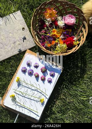 Plusieurs fleurs fraîches se trouvent dans un panier en osier. Préparation d'herbarium. Les plantes reposent sur du papier et sont prêtes à être séchées sous la presse. Fleurs sèches Banque D'Images