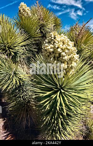 Joshua Tree fleurit sur le Pacific Crest Trail, Campo, Californie, États-Unis Banque D'Images