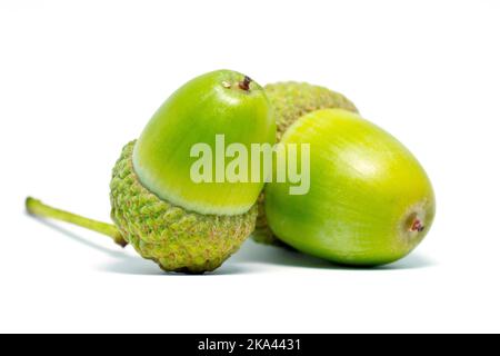 Gros plan de deux acornes, fruit du chêne (quercus), isolés sur fond blanc. Banque D'Images