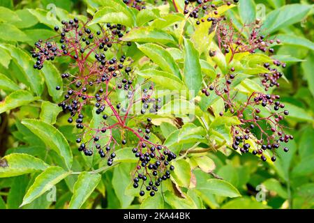 Elder, Elderflower ou Elderberry (sambucus nigra), gros plan de plusieurs pulvérisations beaucoup plus réduites de fruits noirs mûrs ou de baies de l'arbre ou de l'arbuste. Banque D'Images